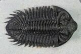 Coltraneia Trilobite Fossil - Huge Faceted Eyes #165841-2